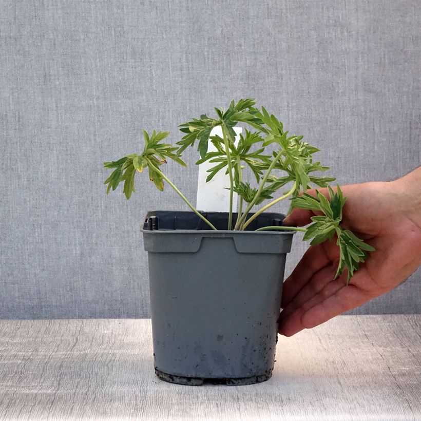 Ejemplar de Geranio de prado Algera Double - Geranium pratense Maceta 2L/3L entregado en verano