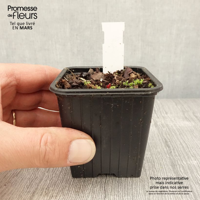 Geranio de prado Dark Eyes - Geranium pratense Maceta de 8/9 cm Ejemplar entregado en la primavera