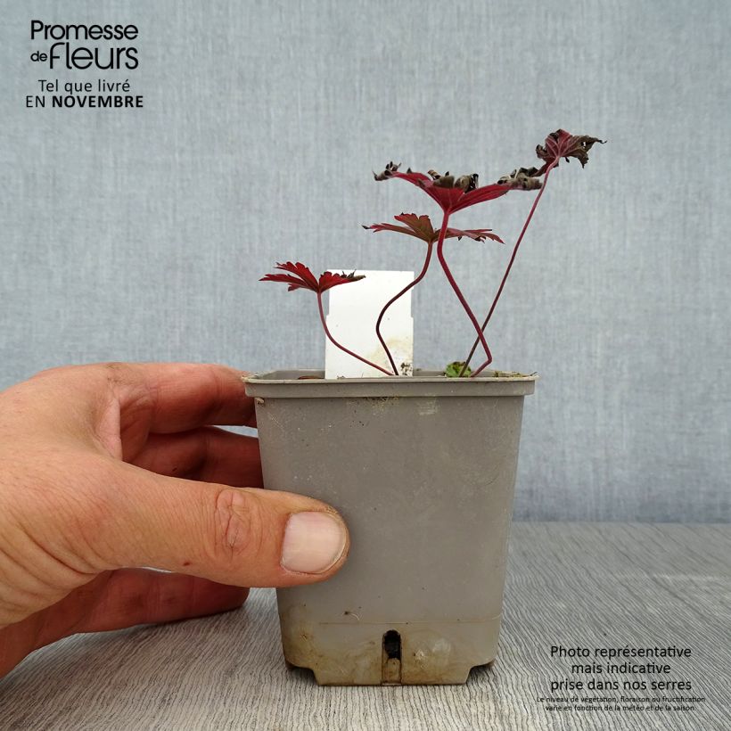Ejemplar de Geranio de prado Dark Reiter - Geranium pratense Maceta de 8/9 cm entregado en otoño