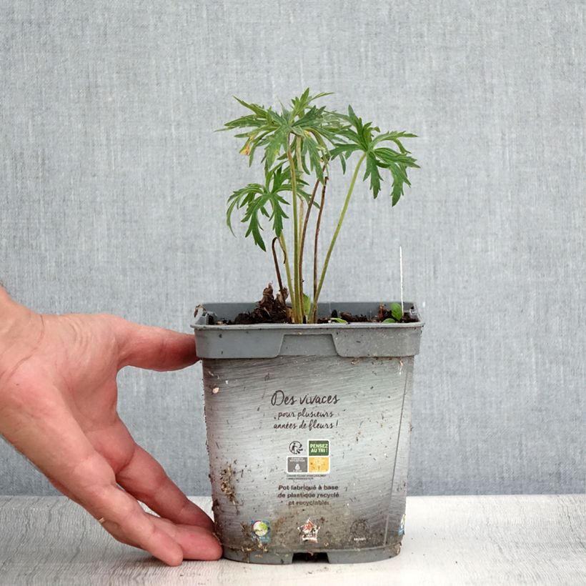 Ejemplar de Geranio de prado Double Jewel - Geranium pratense Maceta 2L/3L entregado en verano