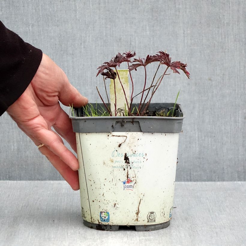 Ejemplar de Geranio de prado Hocus Pocus - Geranium pratense Maceta 2L/3L entregado en otoño
