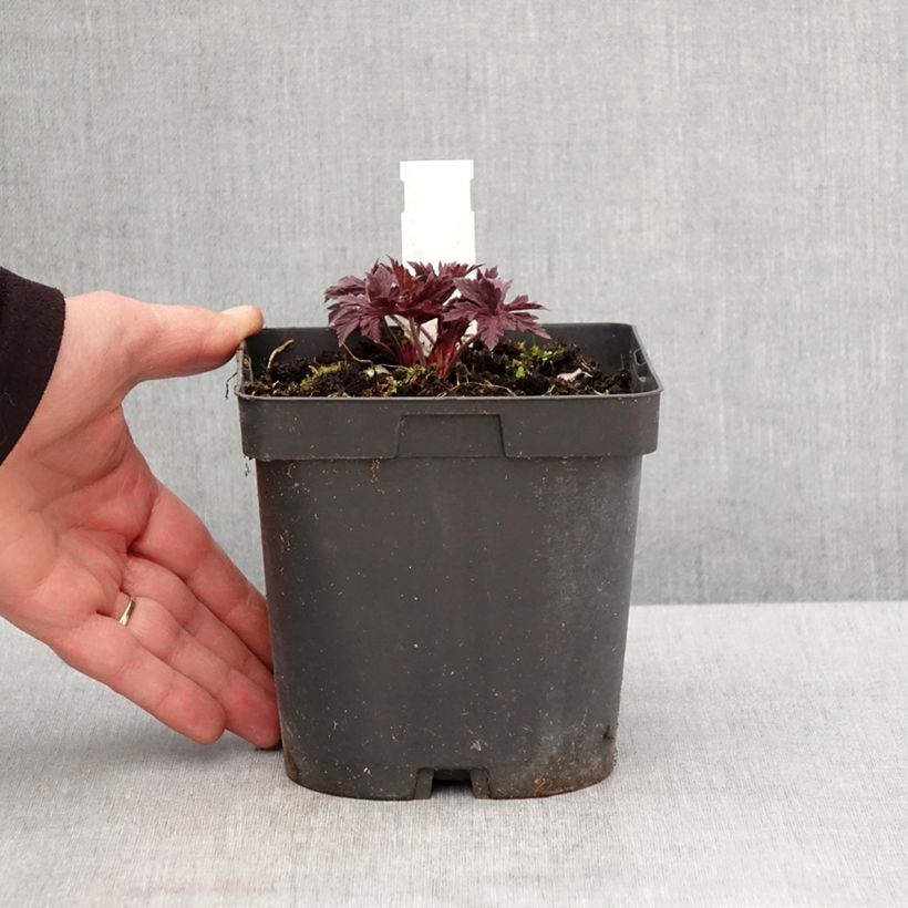 Geranio de prado Hocus Pocus - Geranium pratense Maceta 2L/3L Ejemplar entregado en la primavera