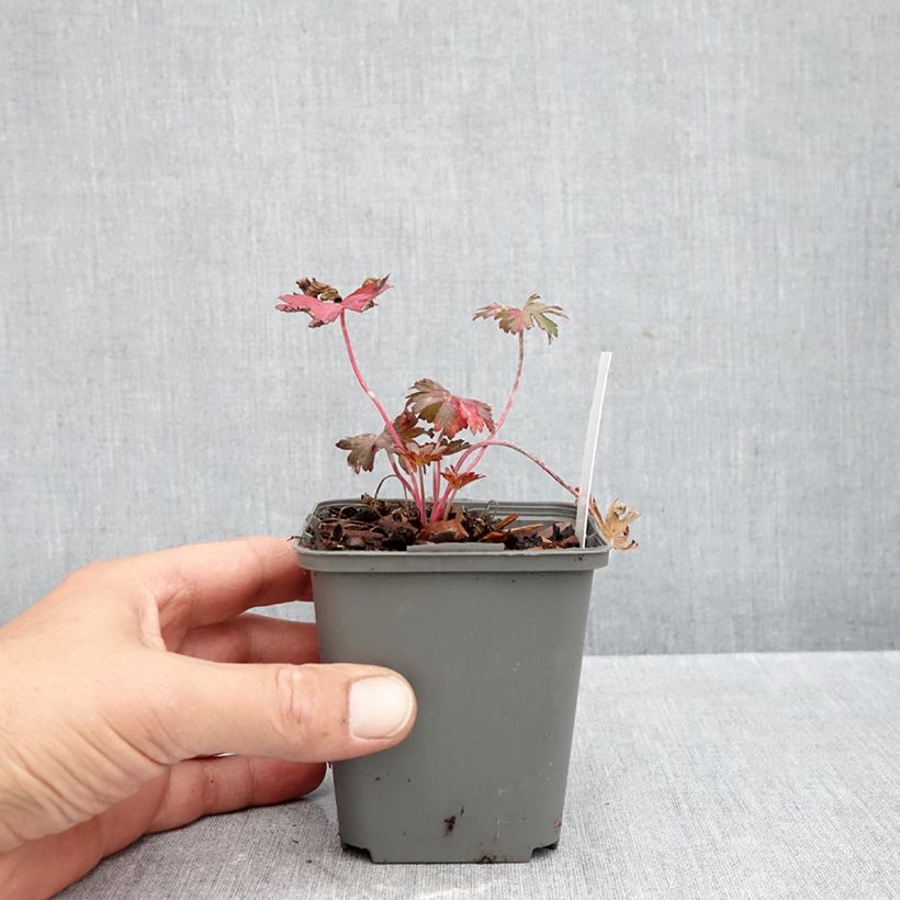 Ejemplar de Geranio de prado Marshmallow - Geranium pratense Maceta de 8/9 cm entregado en otoño