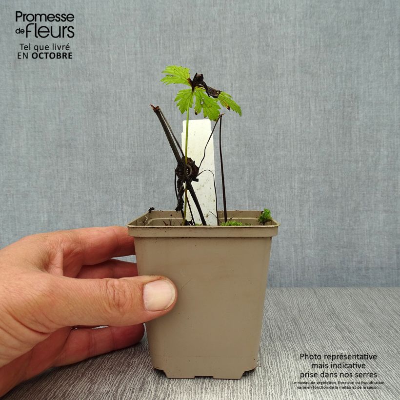 Ejemplar de Geranio silvestre Prelude - Geranio vivaz Maceta de 8/9 cm entregado en otoño