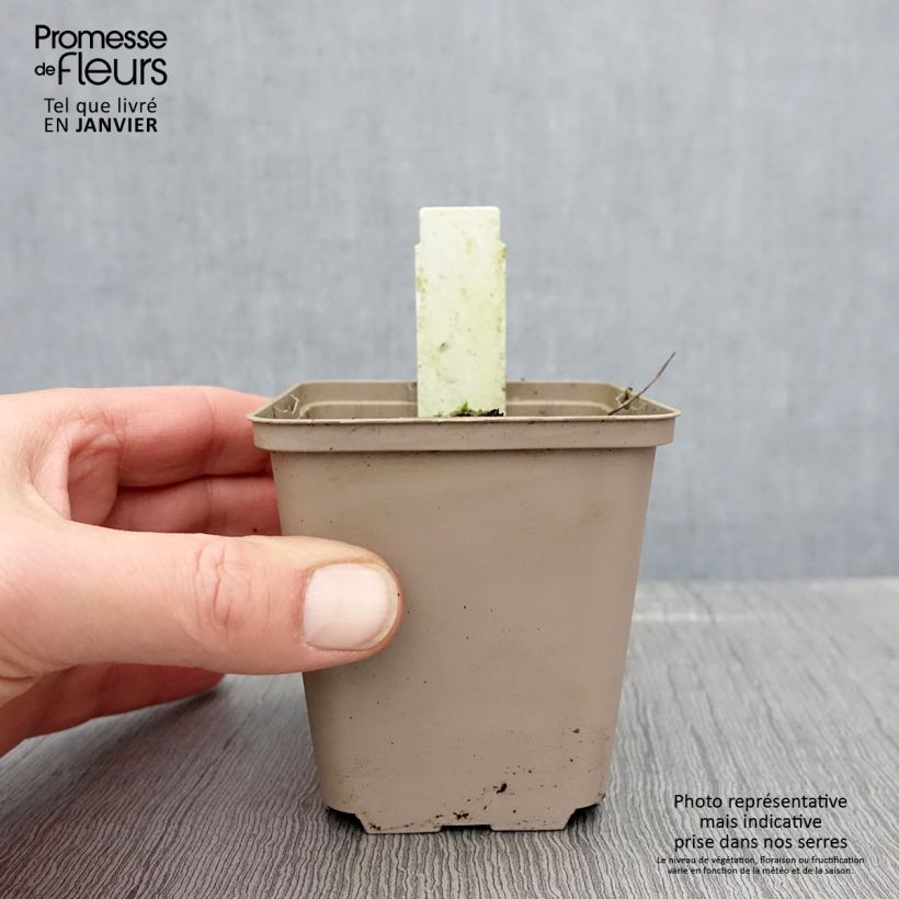 Geranio silvestre Prelude - Geranio vivaz Maceta de 8/9 cm Ejemplar entregado en invierno