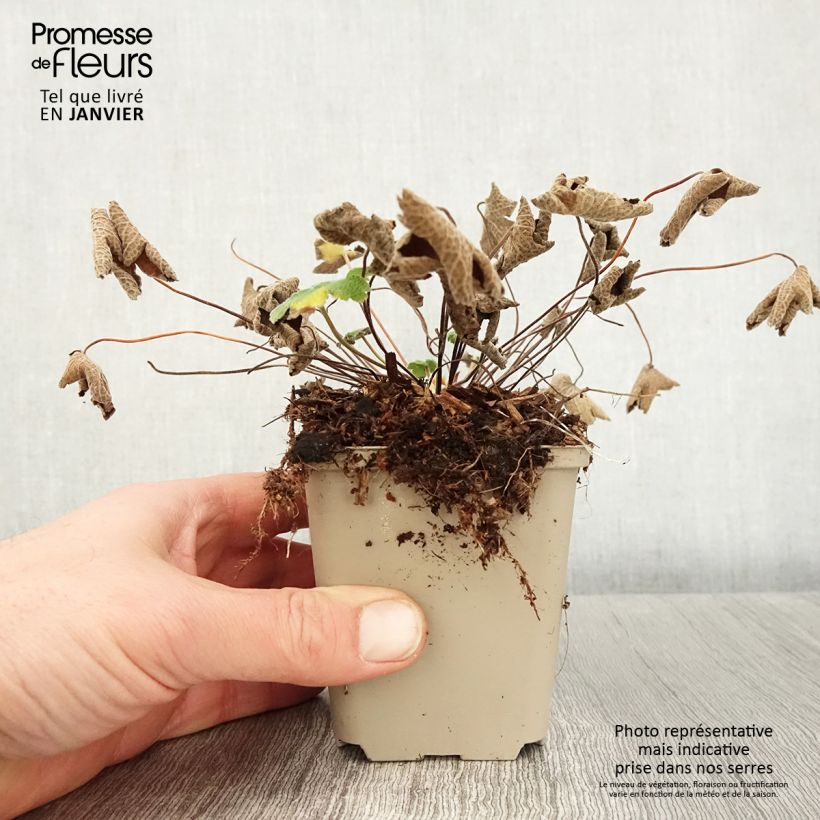 Geranio renardii - Geranio vivaz Maceta de 8/9 cm Ejemplar entregado en invierno