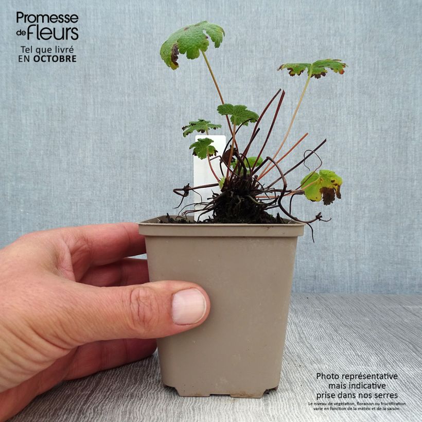 Ejemplar de Geranio renardii Tcschelda - Geranio vivaz Maceta de 8/9 cm entregado en otoño