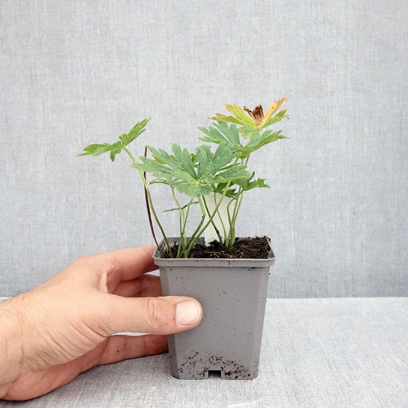 Ejemplar de Geranio richardsonii - Geranio vivaz Maceta de 8/9 cm entregado en otoño