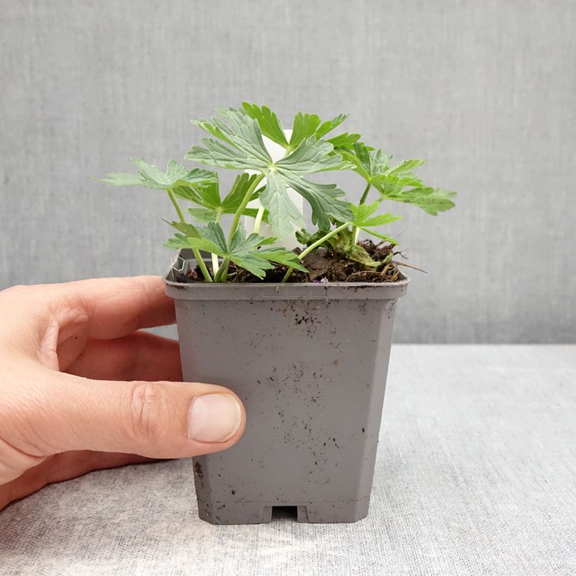 Geranio richardsonii - Geranio vivaz Maceta de 8/9 cm Ejemplar entregado en la primavera