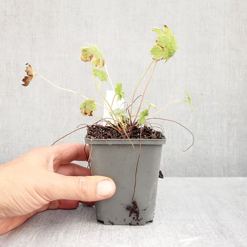Ejemplar de Geranio riversleaianum Mavis Simpson - Geranio vivaz Maceta de 8/9 cm entregado en otoño