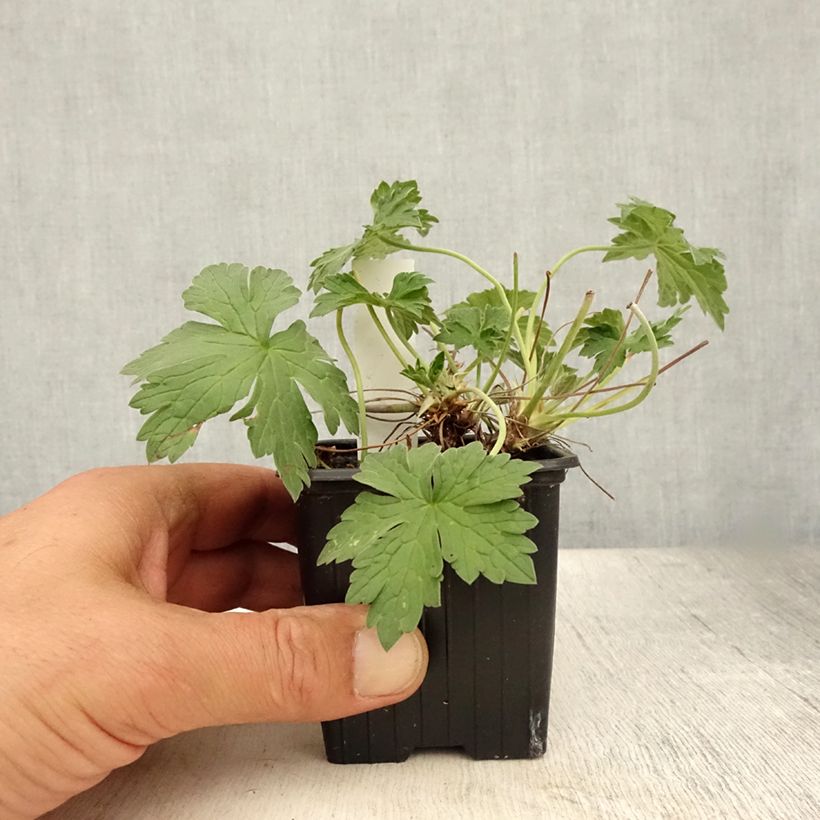 Ejemplar de Geranio riversleaianum Russell Prichard - Geranio vivaz Maceta de 8/9 cm entregado en verano