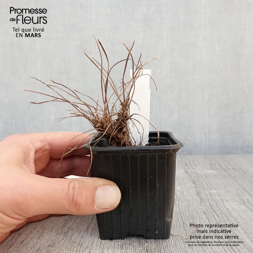 Geranio riversleaianum Russell Prichard - Geranio vivaz Maceta de 8/9 cm Ejemplar entregado en la primavera