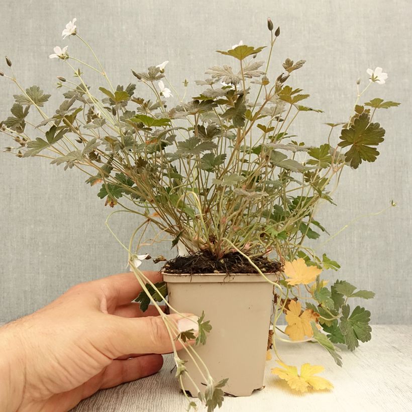 Ejemplar de Geranio Rothbury Red - Geranio vivaz Maceta de 8/9 cm entregado en verano