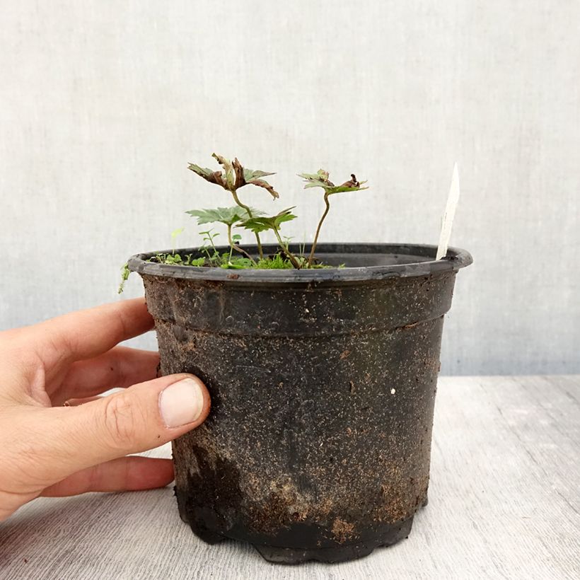 Ejemplar de Geranio Rozanne - Geranio vivaz Maceta 2L/3L entregado en otoño
