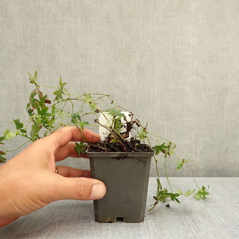 Ejemplar de Geranio de sangre Ankum's Pride - Geranium sanguineum Maceta de 8/9 cm entregado en verano