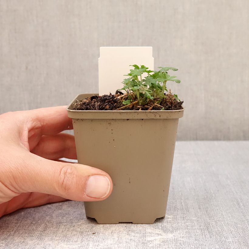 Geranio de sangre Ankum's Pride - Geranium sanguineum Maceta de 8/9 cm Ejemplar entregado en la primavera