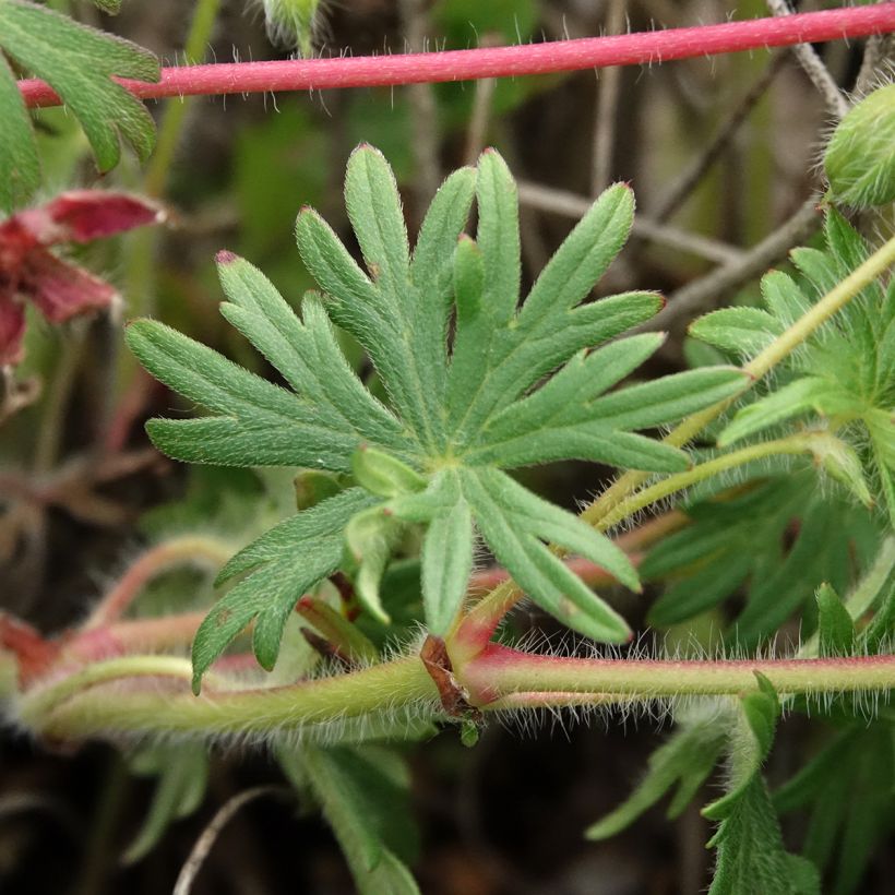 Geranio de sangre Ankum's Pride - Geranium sanguineum (Follaje)