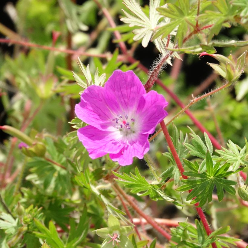 Geranio de sangre Ankum's Pride - Geranium sanguineum (Floración)