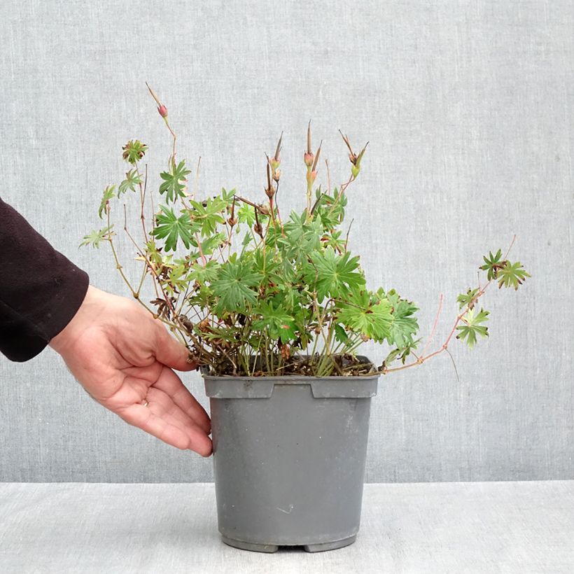 Ejemplar de Geranio de sangre Ankum's Pride - Geranium sanguineum Maceta 2L/3L entregado en otoño