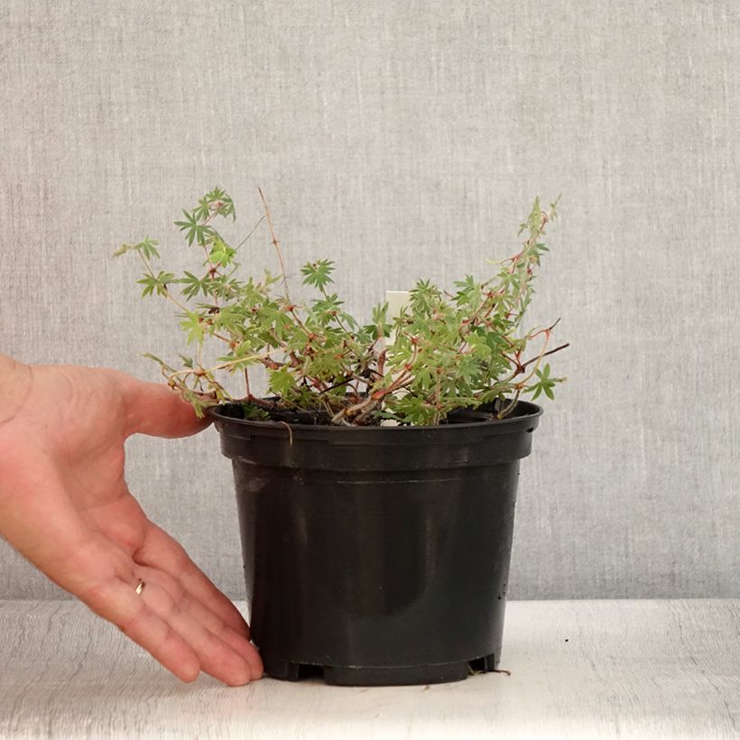Ejemplar de Geranio de sangre Ankum's Pride - Geranium sanguineum Maceta 2L/3L entregado en verano