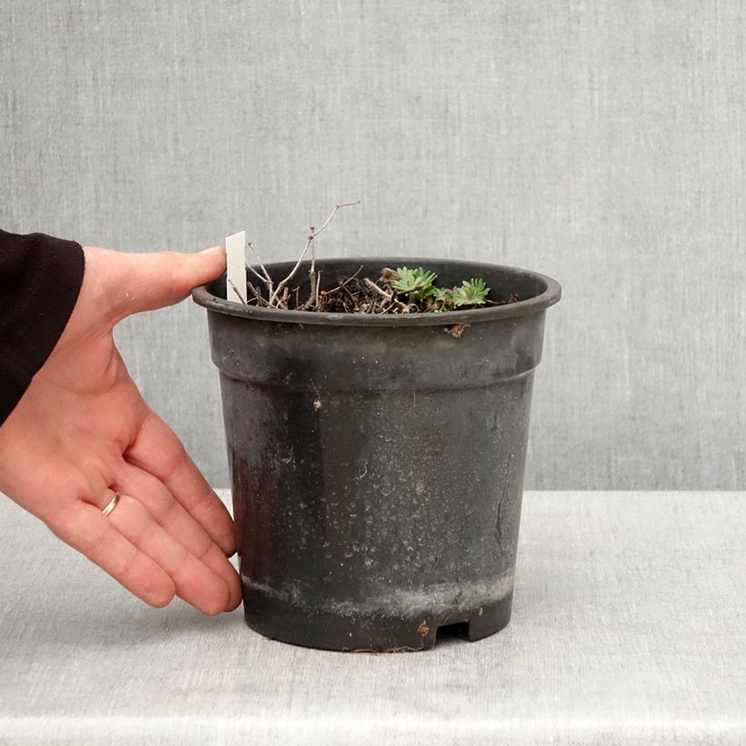 Geranio de sangre Ankum's Pride - Geranium sanguineum Maceta 2L/3L Ejemplar entregado en la primavera