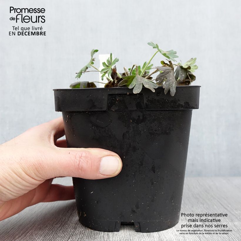 Ejemplar de Geranio de sangre Album - Geranium sanguineum Maceta 1,5L/2L entregado en otoño