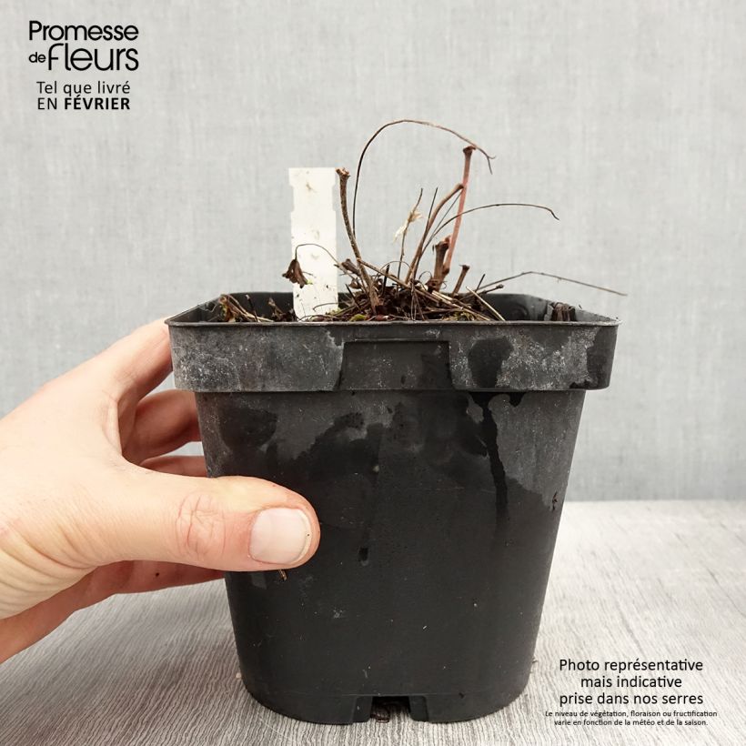 Geranio de sangre - Geranium sanguineum Maceta 2L/3L Ejemplar entregado en invierno