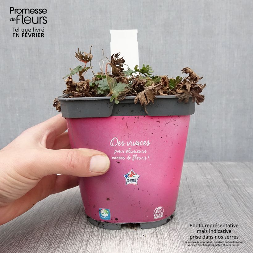 Geranio de sangre Pink Pouffe - Geranium sanguineum Maceta 2L/3L Ejemplar entregado en invierno
