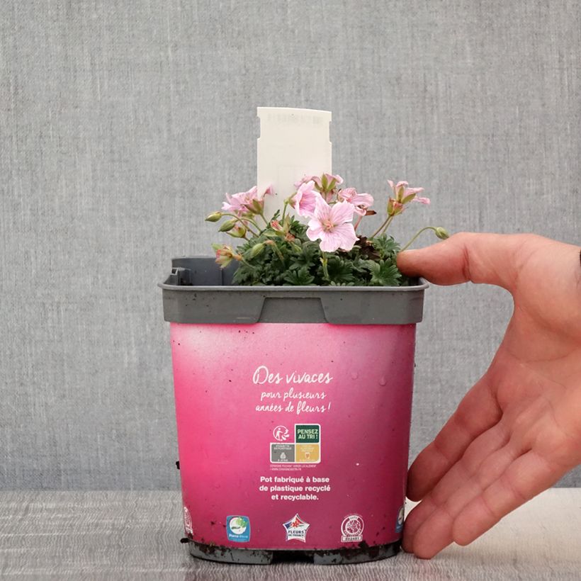 Geranio de sangre Pink Pouffe - Geranium sanguineum Maceta 2L/3L Ejemplar entregado en la primavera