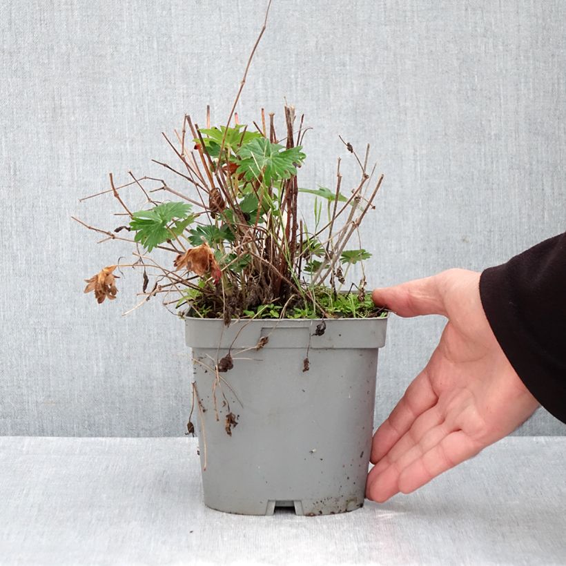 Ejemplar de Geranio de sangre - Geranium sanguineum Maceta 2L/3L entregado en otoño