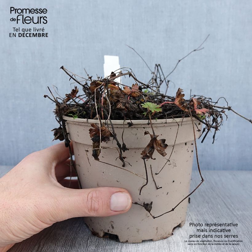 Geranio de sangre var. striatum - Geranium sanguineum Maceta 2L/3L Ejemplar entregado en invierno