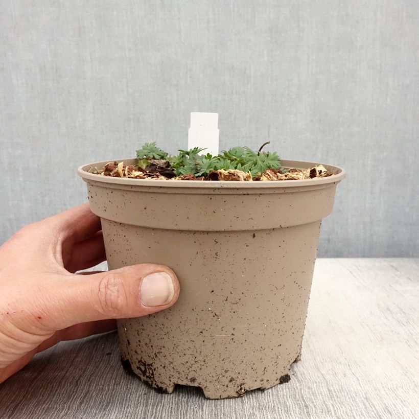 Geranio de sangre var. striatum - Geranium sanguineum Maceta 2L/3L Ejemplar entregado en la primavera