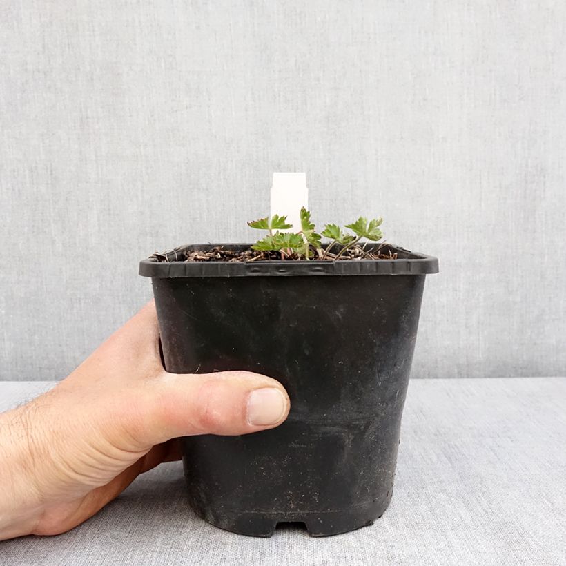 Geranio Silvias Surprise - Geranio vivaz Maceta 1,5L/2L Ejemplar entregado en la primavera