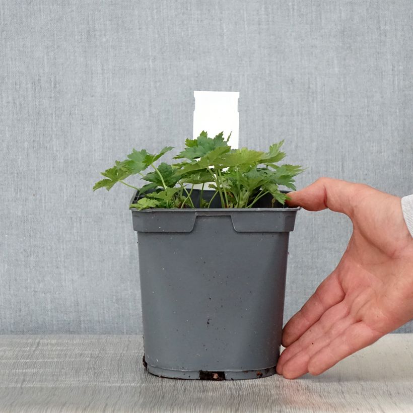 Geranio Sirak - Geranio vivaz Maceta 2L/3L Ejemplar entregado en la primavera