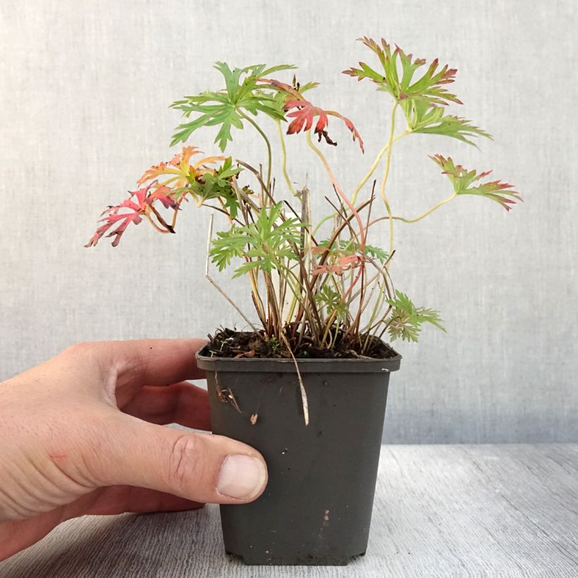 Ejemplar de Geranium soboliferum Starman - Geranio vivaz Maceta de 8/9 cm entregado en otoño