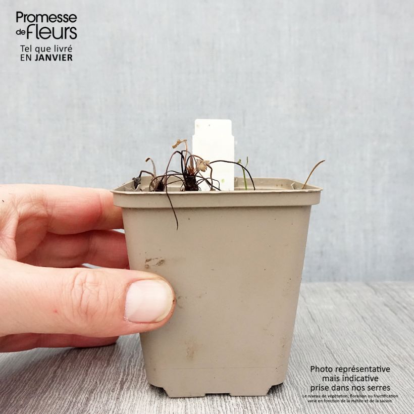 Geranio Sue Crûg - Geranio vivaz Maceta de 8/9 cm Ejemplar entregado en invierno