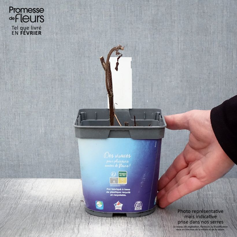 Geranio Sweet Heidi - Geranio vivaz Maceta 2L/3L Ejemplar entregado en invierno