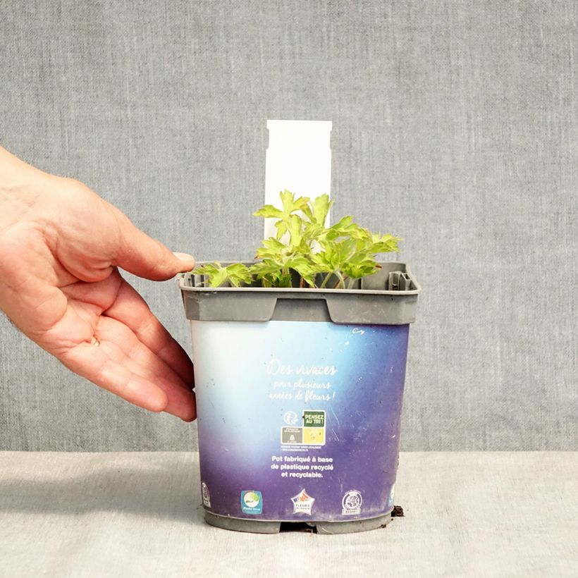 Geranio Sweet Heidi - Geranio vivaz Maceta 2L/3L Ejemplar entregado en la primavera