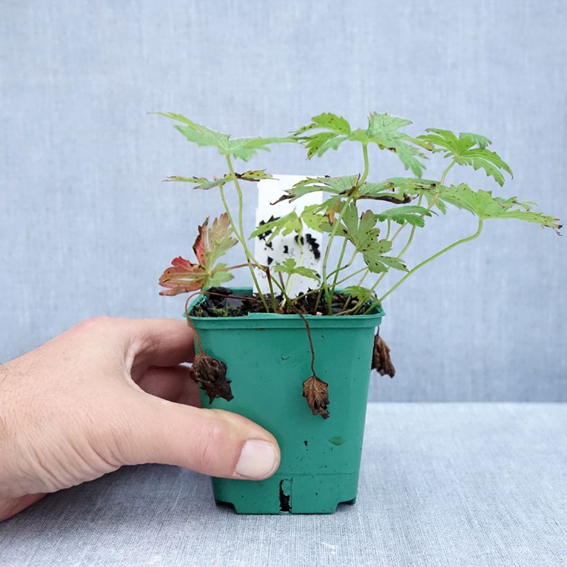 Ejemplar de Geranio silvestre May Flower - Geranio vivaz Maceta de 8/9 cm entregado en otoño
