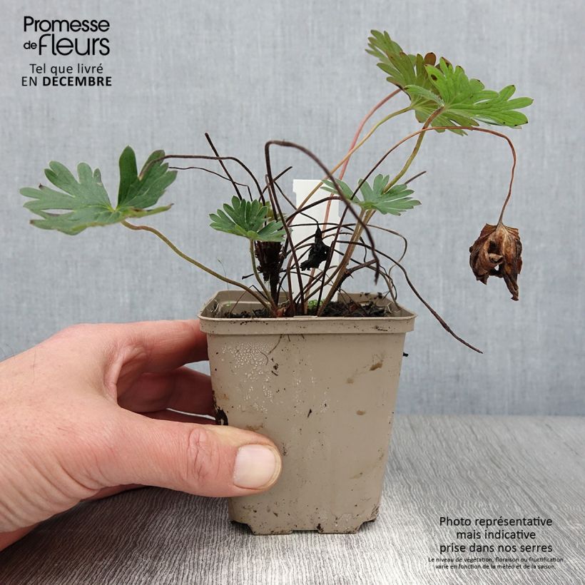 Ejemplar de Geranio Tiny Monster - Geranio vivaz Maceta de 8/9 cm entregado en otoño