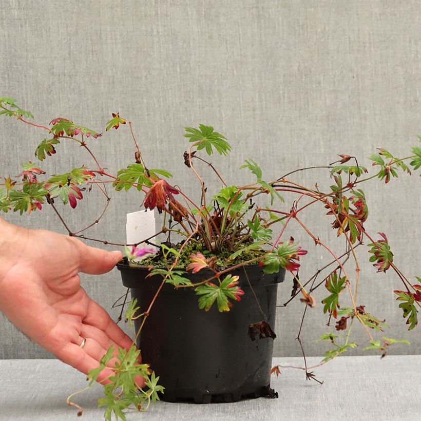 Ejemplar de Geranio Tiny Monster - Geranio vivaz Maceta 2L/3L entregado en otoño
