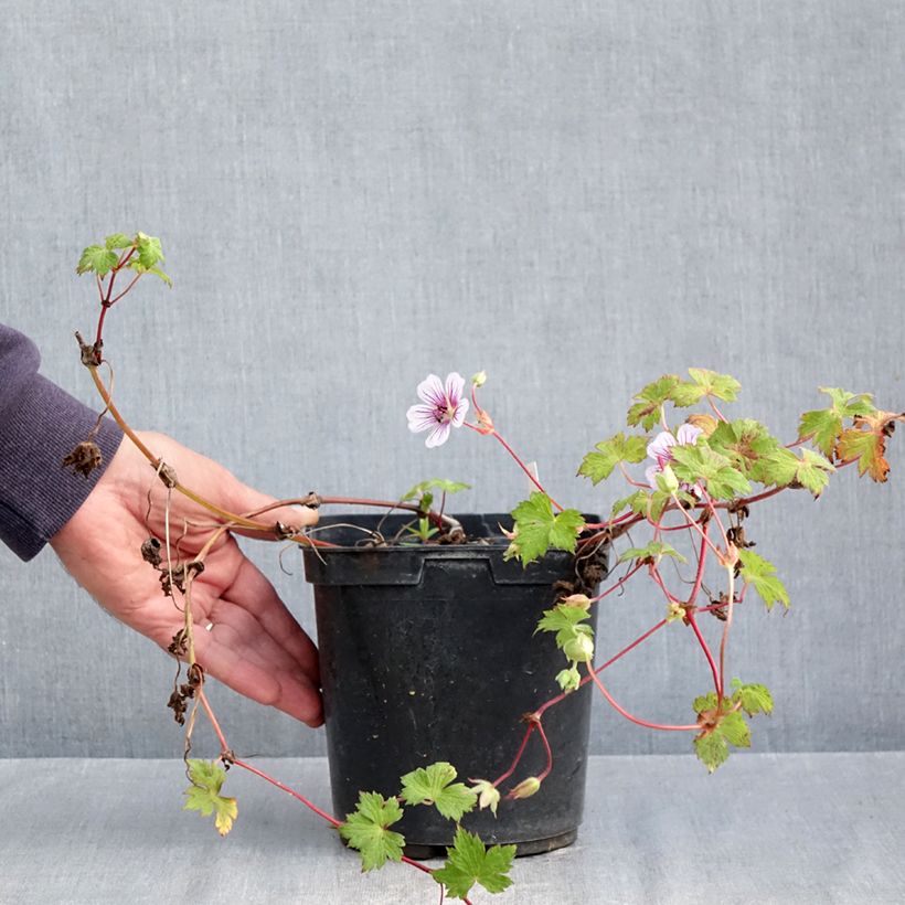 Ejemplar de Geranio wallichianum Crystal Lake - Geranio vivaz Maceta 2L/3L entregado en otoño