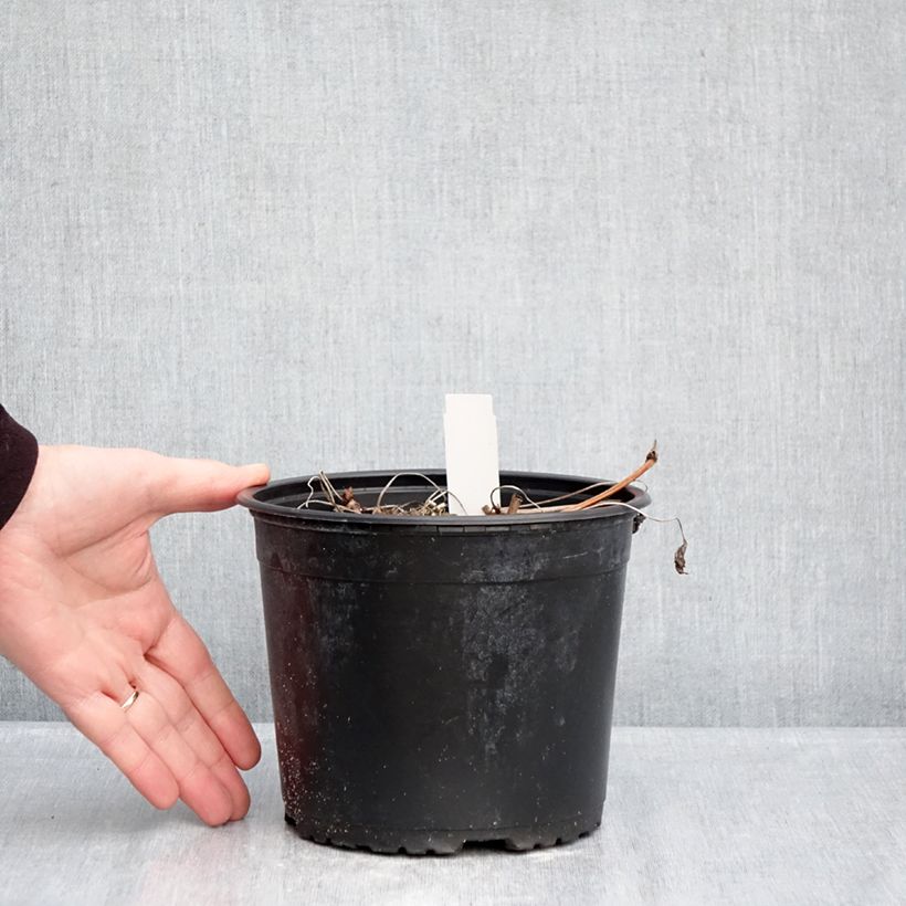 Geranio wallichianum Crystal Lake - Geranio vivaz Maceta 2L/3L Ejemplar entregado en invierno