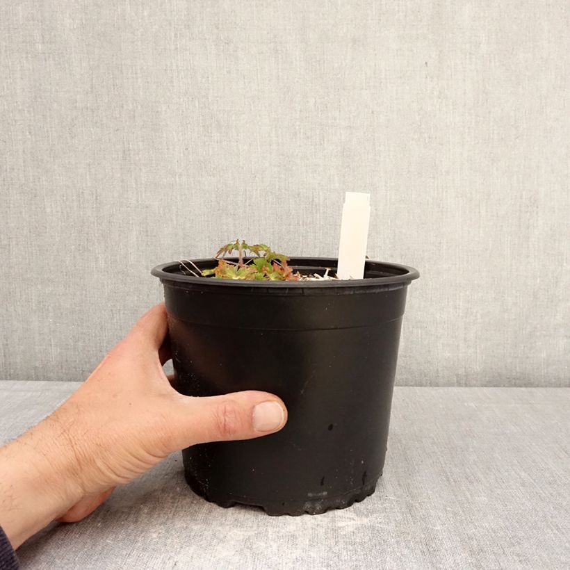 Geranio wallichianum Crystal Lake - Geranio vivaz Maceta 2L/3L Ejemplar entregado en la primavera