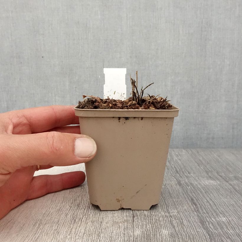 Geranio wallichianum Censation Daily Blue - Geranio vivaz Maceta de 8/9 cm Ejemplar entregado en la primavera