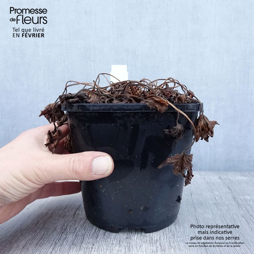 Geranio yoshinoi Confetti - Geranio vivaz Maceta 1,5L/2L Ejemplar entregado en invierno