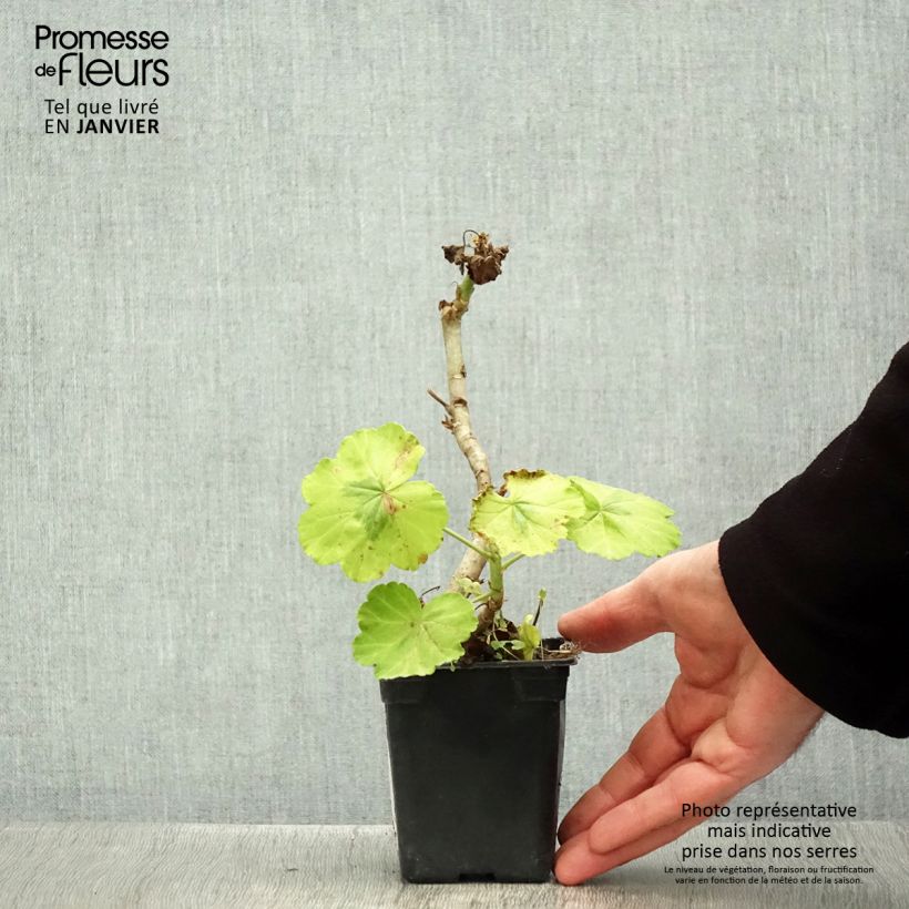 Geranio Fantaisy Crystal Palace Gem - Malvón Maceta de 7/8 cm Ejemplar entregado en invierno