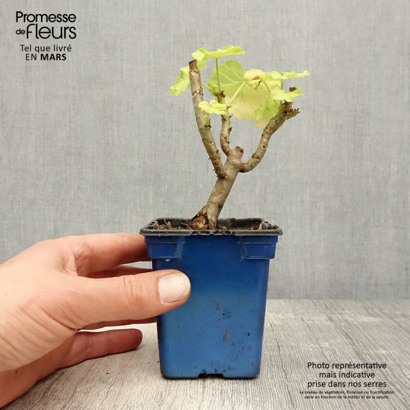 Geranio Fantaisy Crystal Palace Gem - Malvón Maceta de 7/8 cm Ejemplar entregado en la primavera