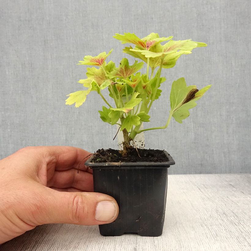 Geranio Decima - Malvón Maceta de 8/9 cm Ejemplar entregado en la primavera