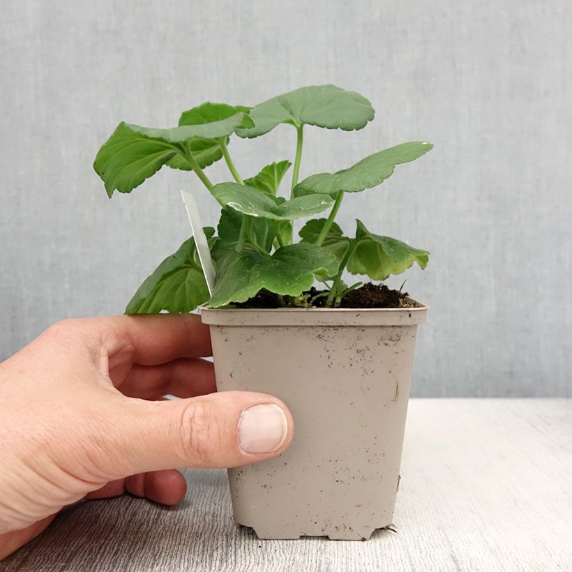 Geranio Icecrystal - Malvón Maceta de 8/9 cm Ejemplar entregado en la primavera